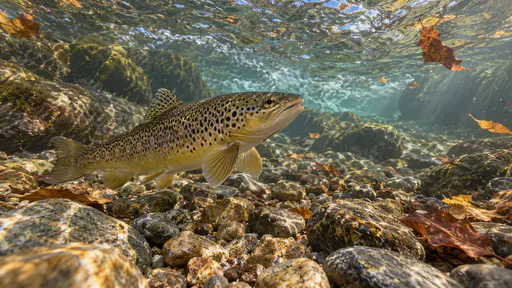 A brown trout holds station just above clean riverbed gravel facing upstream with its pectoral fins slightly flared in a fast current with dappled sunlight on the bed and leaves drifting past in cold morning light.