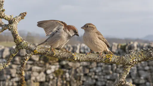 Two small brown sparrows face each other close on a bare lichen-covered branch with one lowering its head and slightly lifting its wings in a courting display while the other stands upright with its head tilted in soft warm light.