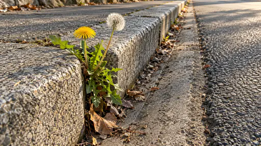 A single dandelion rosette with a yellow flower and one seed head grows from a narrow seam between two granite kerb stones at street level beside grey asphalt and a worn gutter edge in bright diffuse morning light.