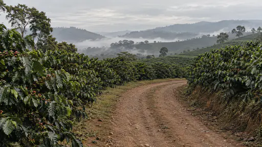 A plain dirt track curves across the middle of a coffee plantation between dense rows of bushes in even morning light, low mist sitting in the far folds of the land.