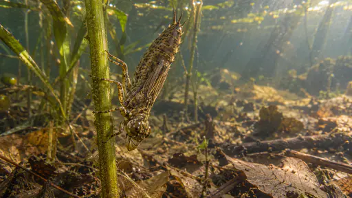 A dragonfly nymph with six gripping legs and visible wing cases clings head-down to a submerged green stem at the margin of a pond in clear water under dappled shade.