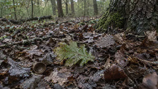 One fresh green-brown oak leaf with crisp veins lies on dark wet leaf-litter beside an acorn cup and older brown leaves on a woodland floor in soft overcast light.