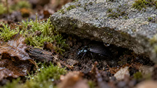 A glossy black ground beetle tucks itself beneath the edge of a flat grey stone lying in the leaf litter with condensation on the stone and dew on the moss in cool early light.