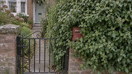 An overgrown privet hedge has grown out over a front gate and a brick pillar and across a small red letterbox leaving only the corner of its slot visible among the leaves above a path and gate latch in soft morning light.