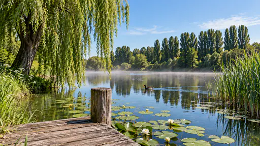 A single moorhen swims across the open water of a pond leaving a V-shaped wake as the last wisps of mist burn off beside a weeping willow, a wooden jetty and a reed bed in bright mid-morning light.