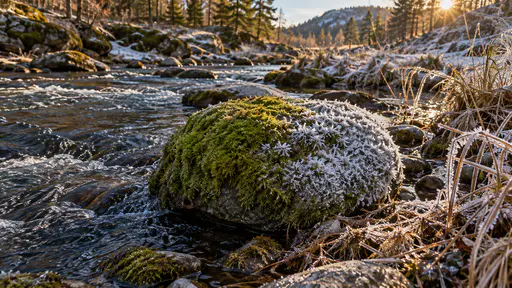 A stone at a stream edge is half rimed with white frost and half covered in bright green moss beside dark running water and a few frozen reeds in diffuse light.