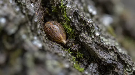 A single small seed lies wedged deep in a crevice in the rough grey-brown bark of a tree trunk beside a speck of damp soil and a thread of green moss with rain droplets on the bark ridges in damp grey light.