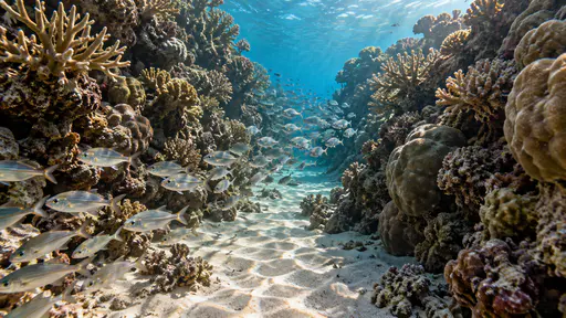 A school of small silver fish streams in a loose ribbon through a narrow sandy channel between two walls of coral in sun-dappled shallow water with ripples of sunlight on the sand floor.