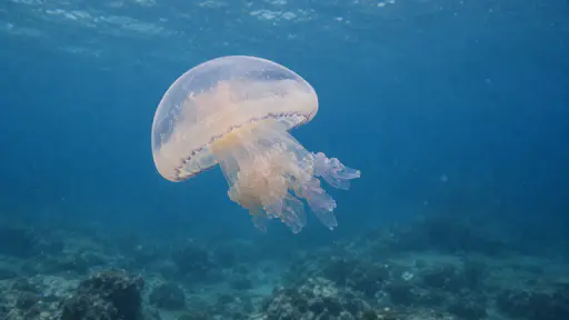 One jellyfish swims through clear blue open water with its translucent bell seen exactly from the side and its short oral arms hanging beneath the bell.