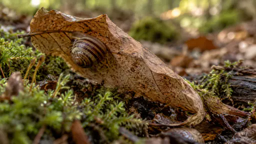 A small banded garden snail is sealed flat against the underside of a large dry beech leaf curled above the leaf litter with a thin film of dried mucus around its shell mouth in warm dappled shade.
