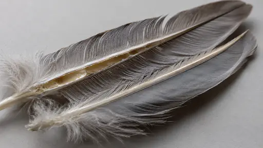 A large grey feather quill split lengthwise lies on a plain pale grey bench with its hollow shaft showing a pale pithy lining and rows of fine barbs branching from the shaft in gentle side light.