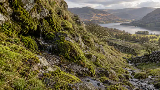 A spring seep darkens a mossy rock headwall high on an upland hillside with a thin channel of clear water beginning among bright green moss and wet stone in cool overcast light.