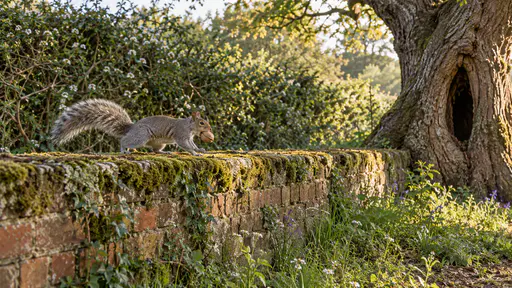 A grey squirrel with an arched tail runs along the top of a low mossy brick wall carrying a whole walnut in its mouth toward the hollow of an old oak in soft morning side light.