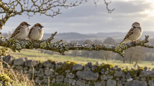 A wary third small brown sparrow perches at the far end of a bare lichen-covered branch with its body tilted away and its head turned toward a pair of sparrows at the near end with a clear gap between them in even grey light.