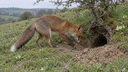 An adult red fox digs at the entrance of its earth on a grassy bank with its front paws scraping soil back and a fresh mound of pale earth beside the widened hole in clear morning light, seen whole in side view.