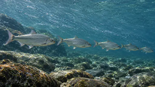 A loose line of plain silver fish holds aligned nose-first into a strong visible current over a plain rocky bed in clear blue-green water.