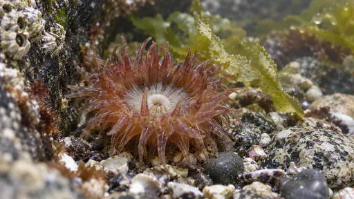 A single red-brown beadlet anemone sits fully open on the pebble bed of a granite tide pool at higher water, its soft tentacles waving in a ring around a small pale mouth, a pale weed frond swaying behind it in bright diffuse light.