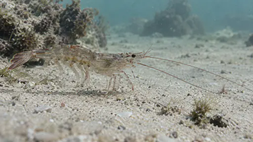 A shrimp stands on pale sand with both antennae extended forward over the sand ahead of it in clear shallow water.