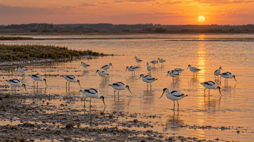 A group of about twenty avocets of one species wades and sweeps their bills through shallow silty water at the edge of a mudflat in a tidal estuary at dusk, an orange sky reflected on the water and the far bank low and dark.