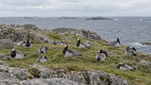 A group of about a dozen barnacle geese of one species rests and preens on short green turf among grey boulders on a small rocky island with open sea on every side under a pale afternoon sky.