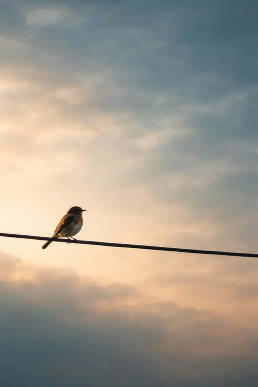 A minimalist wildlife photograph of a lone bird perched on an electric wire, framed as a 2:3 poster with dramatic sky and generous negative space for graphic use.