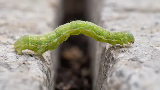 A green caterpillar stretches its body in a long bridge across a narrow dark crack between two pale paving stones with its front legs reaching the far edge and its rear legs holding the near edge, the whole caterpillar in side view with a shallow focus plane.