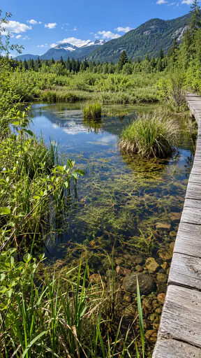 A clear shallow restored wetland pool shows submerged pondweed and stones through the water beside sedge tussocks and young alder leaves in a polarized landscape photograph with a residual sky reflection.