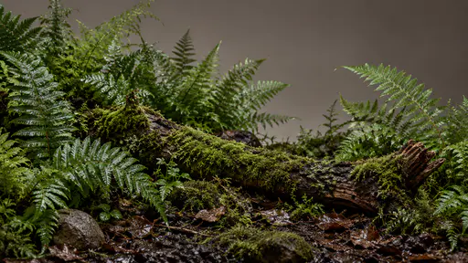 A dense cluster of fern fronds surrounds one fallen mossy branch lying across the damp forest floor in even forest light.