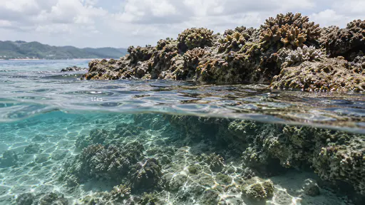 A shallow rock ridge breaks the surface zone with hard coral growth covering its exposed upper faces and sunlight rippling across it.