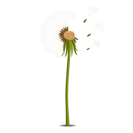 A single dandelion seed head on a long thin stem with half its white seeds blown away and a few floating beside it, on a transparent background.