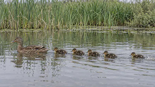 A mother duck leads a single file of five fluffy ducklings across a calm reed-fringed pond with the last duckling a little behind and hurrying to catch up and soft ripples spreading behind them in bright even light.