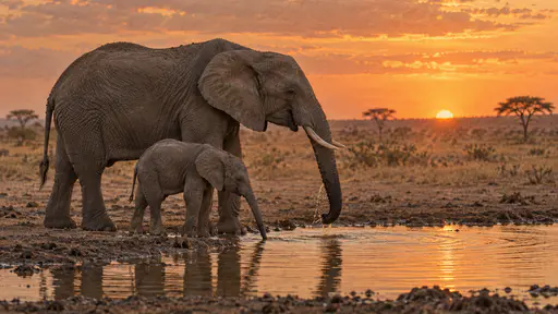 At a savannah waterhole at dusk in warm low light a young elephant calf stands at the water edge beside its mother copying her as she drinks, its small trunk dipping into the water while hers draws a deep drink with golden dust and a flat orange horizon behind them.