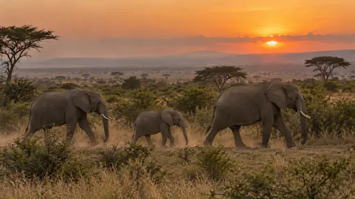 At savannah dusk in warm low light a family of elephants, two adults and a calf, walk single file along an established strip of acacia scrub and tall grass that links two reserves across open plain with golden dust in the air and the horizon glowing orange.