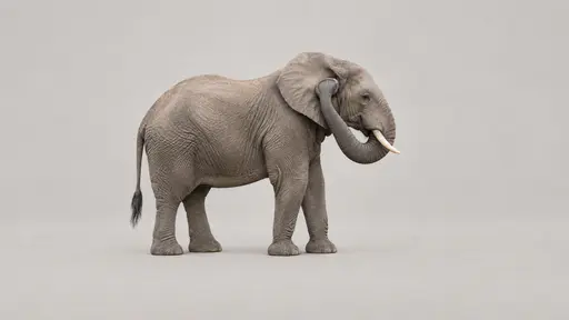 Trunk call: a close side view of an elephant whose curved trunk tip rests against its ear while the trunk base stays beside its mouth.