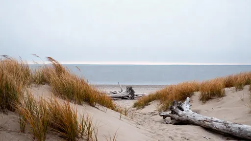 A windswept fall shoreline of dunes and tawny grasses by a slate-blue sea under cool overcast mist, with muted sage, sand and slate tones (#9CA88A, #CDBA90, #76838F, #D6CBB8, #8B6F4E, #B7BFC3).