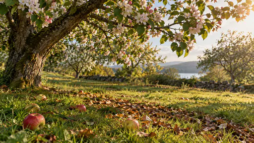 A few fallen red and yellow apples lie in the grass beneath an apple tree branch still covered in white and pink blossom with dry leaves among the grass in warm afternoon light.