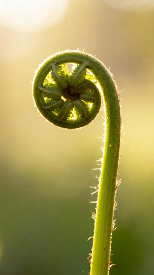 Close-up macro of a young fern fiddlehead with delicate hairs and graceful curves, soft fern green (#7FC77F), pale mint (#A8D6A3) and creamy ivory (#FFF5E0) in warm morning glow, shallow depth of field and vertical framing for phone display