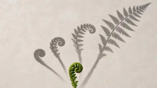 One tightly curled green fern sits low at the centre of a plain chalk plaster field while four slightly offset stylized shadows arc across it in growth order, from the tightest curl nearest the plant to the most open frond farthest away.