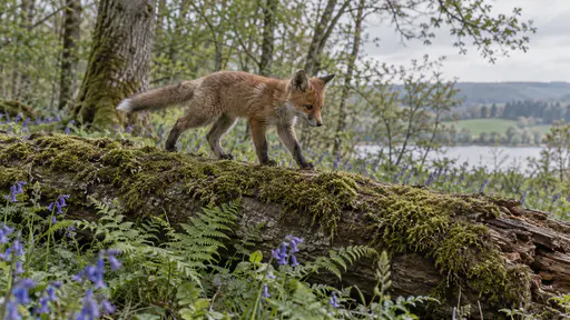 A young red fox kit balances carefully along a fallen mossy log at the edge of a woodland with its front paws placed one in front of the other and its fluffy tail held out for balance above ferns and bluebells in soft morning side light.