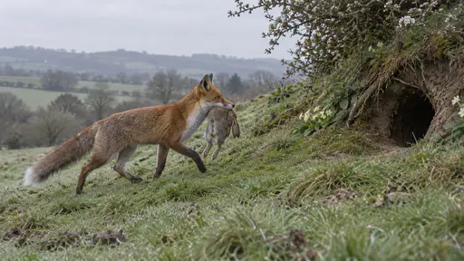 A red fox trots up a grassy bank toward its earth carrying a limp rabbit in its jaws with its head held high and ears forward in mid-morning light with dew on the grass, seen whole in side view.