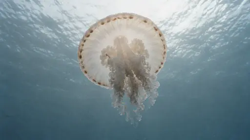 One jellyfish hangs in bright open water with its bell viewed from directly below, the round bell rim ringing the glowing centre and the oral arms converging under it.