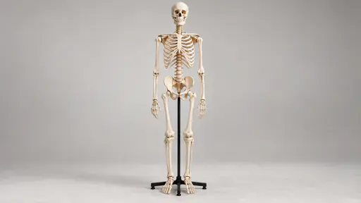 A complete adult human skeleton stands full-length on a black metal stand against a light warm-grey studio backdrop in soft clean light.