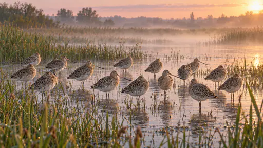 A flock of about fifteen bar-tailed godwits of one species stands resting in the shallows of a calm freshwater wetland among reeds at dawn, each on one leg or with its bill tucked into its back, in pale mist and soft pink light.