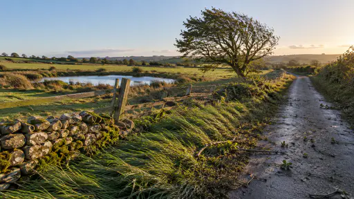 Long grasses along a lane verge and around a lone field tree lie bent flat all in one direction with a few broken twigs on the path and a fence corner leaning slightly under a quiet clear sky in raking evening light.