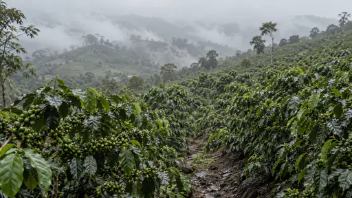 Rows of coffee bushes carrying only hard green unripe cherries climb a wet slope into low cloud in grey misty morning light.