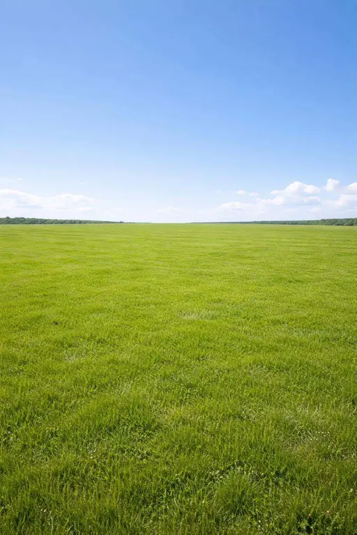 Wide open green field beneath a clear blue sky, framed for a 2:3 portrait crop and photographed in clean landscape style with soft natural light and generous negative space.