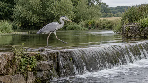 In bright midday light a grey heron lifts one long leg to step carefully over the low stone lip of a weir between two sections of a river with its neck in a tight S and its eye on the water as the water spills in a glassy sheet over the weir.