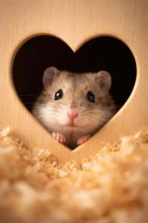 Small hamster photographed in a heart-shaped hole with warm, intimate pet-photography lighting and a shallow depth look, composed for a 2:3 portrait poster-cover use.