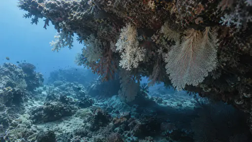 A coral overhang shades the space beneath it where soft corals and pale sea fans hang downward from the rock ceiling in dim blue water.