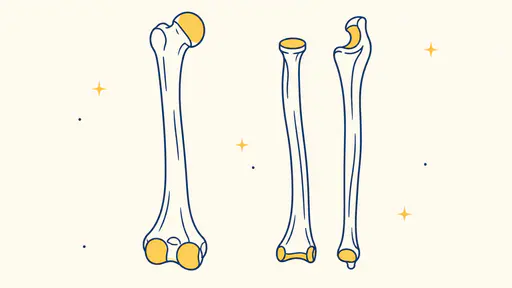 The bones of an adult human arm, the humerus with the radius and ulna side by side, in navy monoline with golden yellow joint ends on cream.